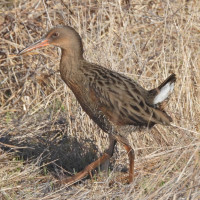 Ridgway's Rail